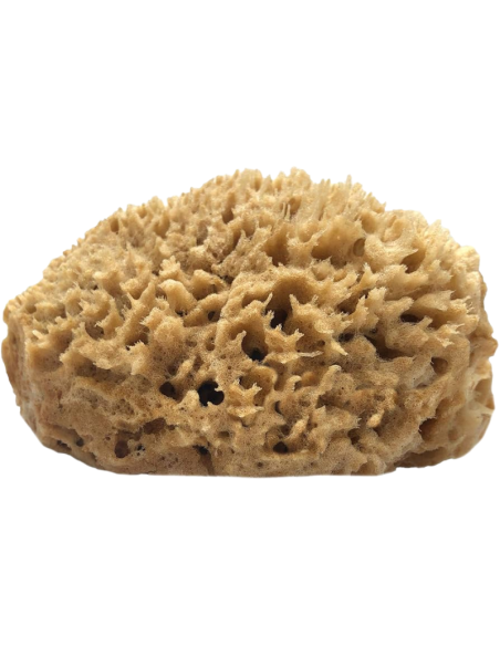 Esponja Marina Pack de 12uds