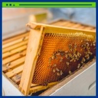 Peinture pour Ruches d'Abeilles