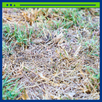 Tinta para Relva Natural e Artificial